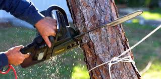 Best Hedge Trimming  in Hidden Valley Lake, CA