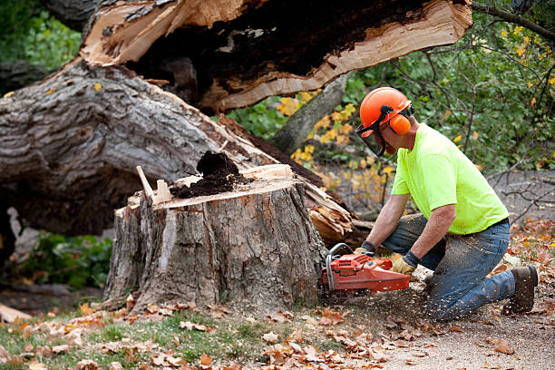 Best Fruit Tree Pruning  in Hidden Valley Lake, CA