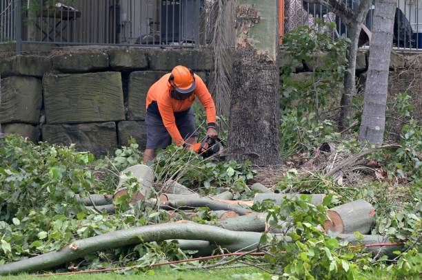 Best Emergency Tree Removal  in Hidden Valley Lake, CA