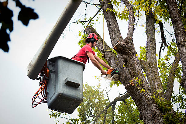 Best Tree Maintenance Programs  in Hidden Valley Lake, CA